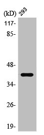 PRPF18 antibody