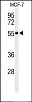 PRPF19 antibody