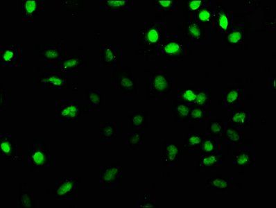 PRPF39 Antibody