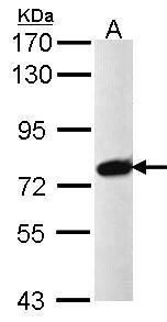 PRPF39 antibody [N2C1], Internal