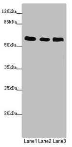 PRPF4 Antibody