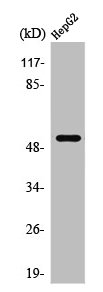 PRPH antibody