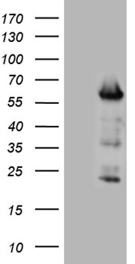 PRPK Antibody