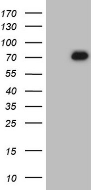 TP53RK Antibody