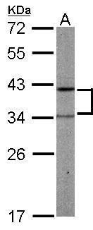 PRPSAP2 antibody