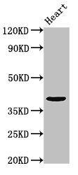 PRR11 antibody