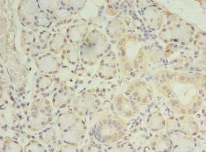 PRRC1 antibody