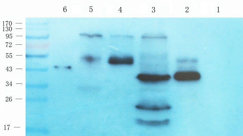 PRRT1 antibody