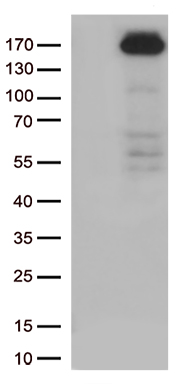 PRRX1 Antibody