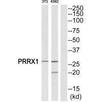 PRRX1 Antibody