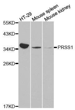 PRSS1 antibody