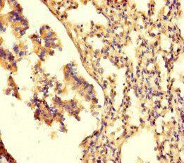 PRSS12 antibody