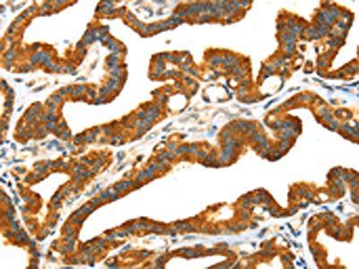 PRSS50 Antibody