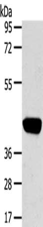 PRSS50 Antibody
