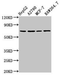 PRSS8 antibody