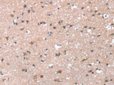 PRSS8 Antibody