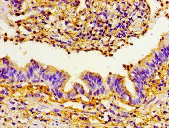 PRTN3 Antibody