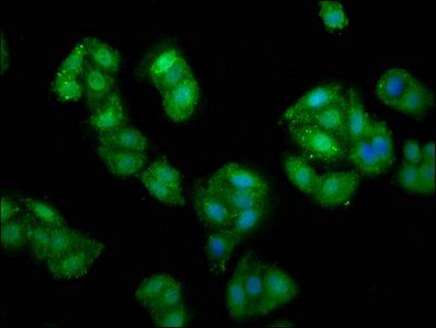 PRUNE1 Antibody