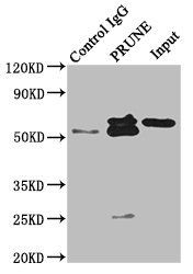 PRUNE1 Antibody