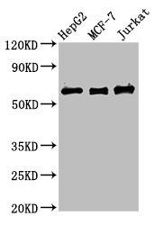 PRUNE1 Antibody