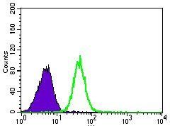 PSAP Antibody