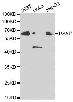 PSAP antibody
