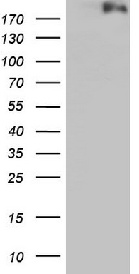 PSCA Antibody
