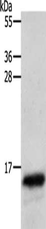 PSCA Antibody