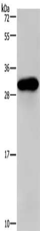 PSCA Antibody