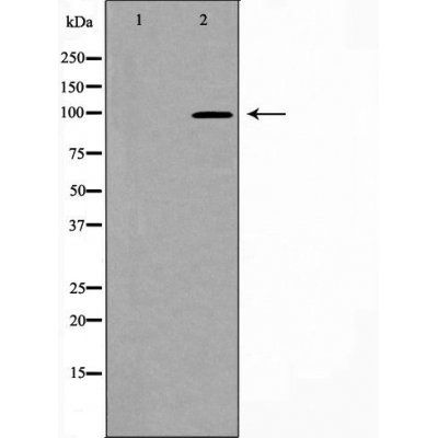 PSD95 Antibody