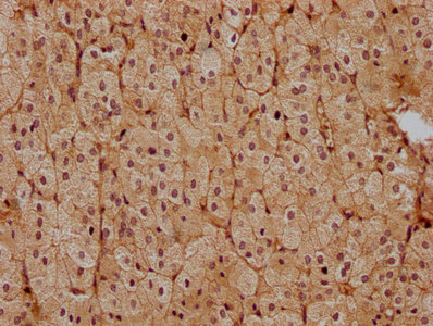 PSENEN Antibody