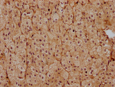 PSENEN antibody