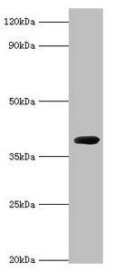 cpg2 Antibody