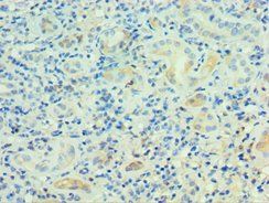 PSG1 antibody