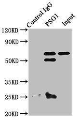 PSG1 antibody