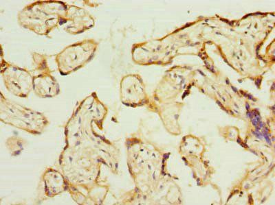 PSG3 Antibody