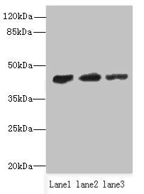 PSG3 Antibody