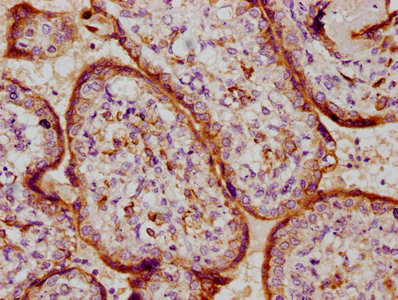 PSG9 Antibody