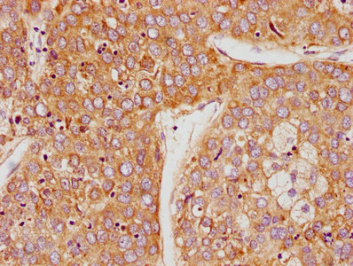PSG9 Antibody