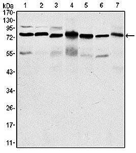 PSIP1 Antibody