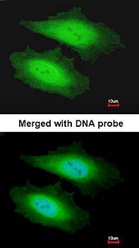 PSKH1 antibody