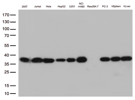 PSMA1 Antibody