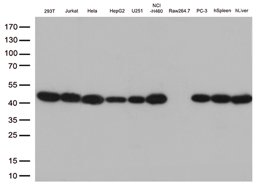 PSMA1 Antibody