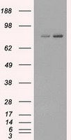 PSMA1 Antibody