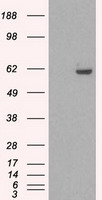 PSMA1 Antibody