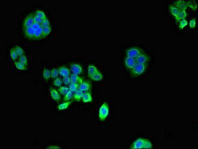 PSMA1 antibody