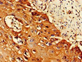 PSMA1 Antibody