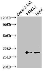 PSMA1 antibody