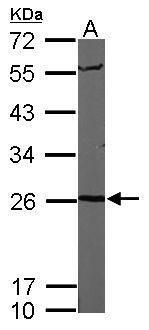 proteasome subunit alpha 6 Antibody