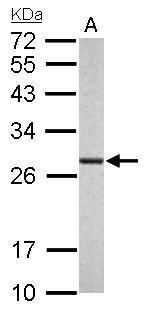 proteasome subunit alpha 6 Antibody